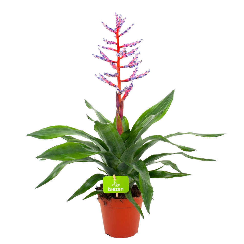 Aechmea Blue Rain - Kokerbromelia - P12 H55 - Roze-Paars - Kamerplant 1 Aechmea Blue Rain - Kokerbromelia - P12 H55 - Roze-Paars - Kamerplant