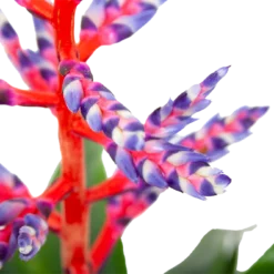Aechmea Blue Rain - Kokerbromelia - P12 H55 - Roze-Paars - Kamerplant 6 Aechmea Blue Rain - Kokerbromelia - P12 H55 - Roze-Paars - Kamerplant -Groeniva Verkoopwinkel aechmea blue rain kokerbromelia p12 h55 roze paars 6