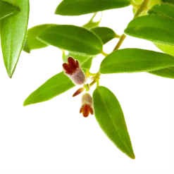 Aeschynanthus Caroline - Lipstickplant - In Hangpot - P15 H25 - Kamerplant -Groeniva Verkoopwinkel aeschynanthus caroline lipstickplant in hangpot p15 h25 6