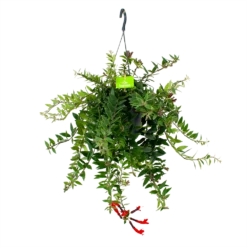 Aeschynanthus Caroline - Lipstickplant - In Hangpot - P17 H40 - Kamerplant