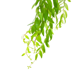 Aeschynanthus Japhrolepis - Lipstickplant - In Hangpot - P15 H20 - Kamerplant -Groeniva Verkoopwinkel aeschynanthus japhrolepis lipstickplant in hangpot p15 6