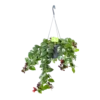 Aeschynanthus Monalisa - Lipstickplant - In Hangpot - P17 H40 - Kamerplant