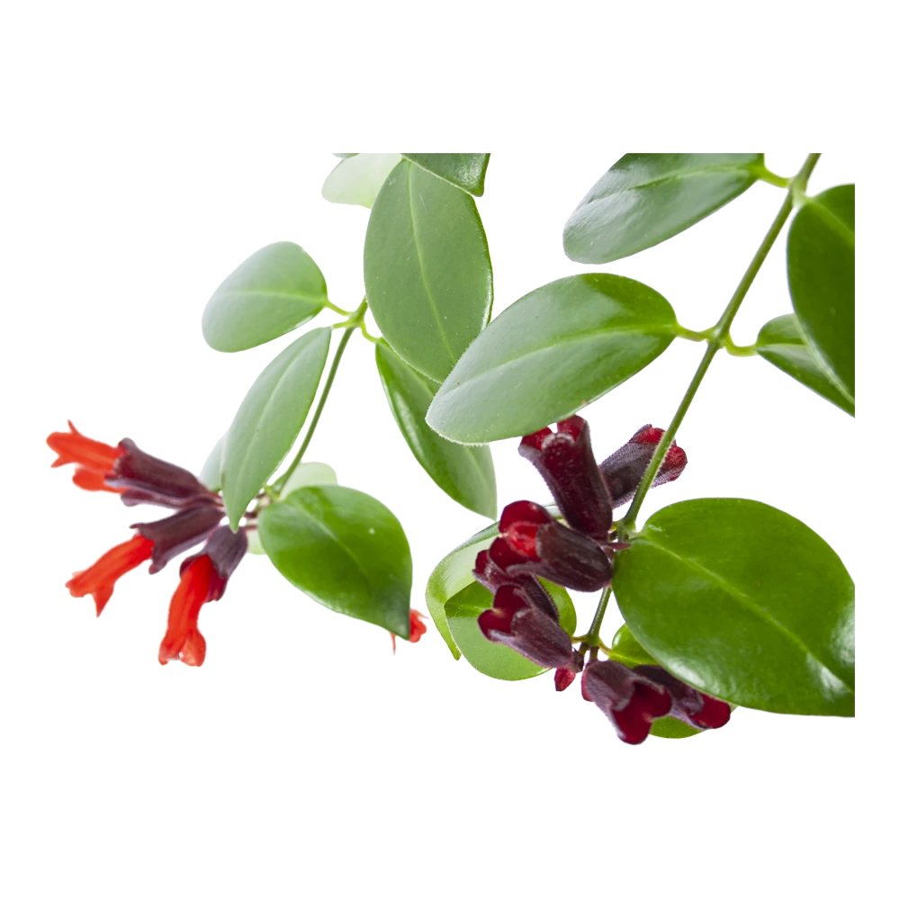 Aeschynanthus Monalisa - Lipstickplant - In Hangpot - P17 H40 - Kamerplant 3 Aeschynanthus Monalisa - Lipstickplant - In Hangpot - P17 H40 - Kamerplant - Afbeelding 3
