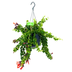 Aeschynanthus Rasta - Lipstickplant - In Hangpot - P15 H20 - Kamerplant