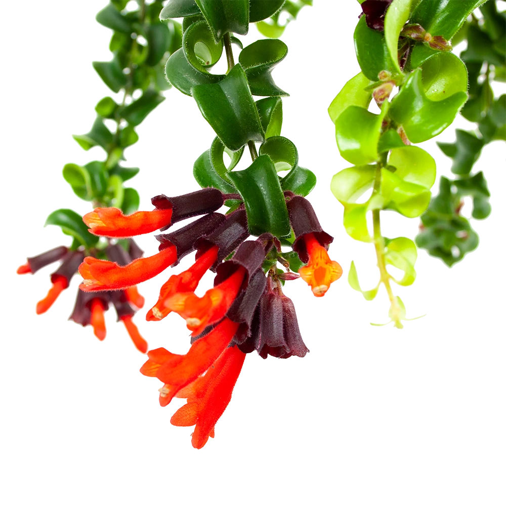 Aeschynanthus Rasta - Lipstickplant - In Hangpot - P15 H20 - Kamerplant 2 Aeschynanthus Rasta - Lipstickplant - In Hangpot - P15 H20 - Kamerplant - Afbeelding 2