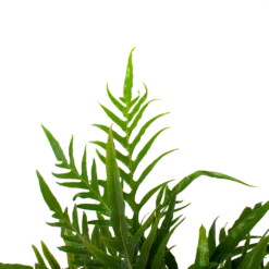 Aglaomorpha Jim - P17 H45 - Kamerplant -Groeniva Verkoopwinkel aglaomorpha jim p17 h45 3