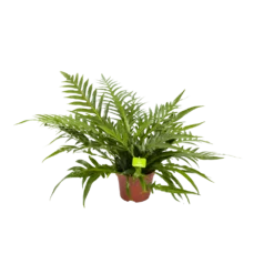 Aglaomorpha Jim - P19 H65 - Kamerplant