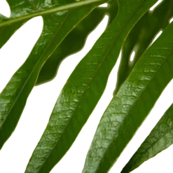 Aglaomorpha Jim - P37 H75 - Kamerplant -Groeniva Verkoopwinkel aglaomorpha jim p37 h75 kamerplant 4