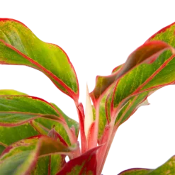 Aglaonema Light Star - P19 H35 - Kamerplant -Groeniva Verkoopwinkel aglaonema light star p19 h35 4