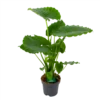 Alocasia Gageana California - Olifantsoor - P21 H85 - Kamerplant