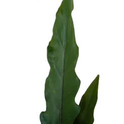 Alocasia Lauterbachiana - Olifantsoor - P19 H70 - Kamerplant -Groeniva Verkoopwinkel alocasia lauterbachiana olifantsoor p19 h70 4