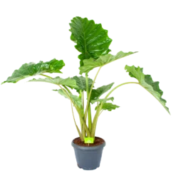 Alocasia Portodora - Olifantsoor - P35 H135 - Kamerplant