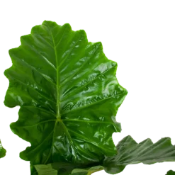 Alocasia Portodora - Olifantsoor - P35 H135 - Kamerplant -Groeniva Verkoopwinkel alocasia portodora olifantsoor p35 h135 6 1
