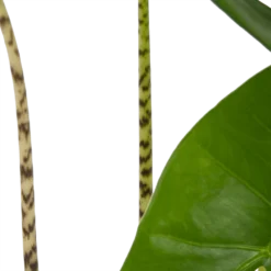 Alocasia Zebrina - Olifantsoor - P17 H60 - Kamerplant -Groeniva Verkoopwinkel alocasia zebrina olifantsoor p17 h60 4