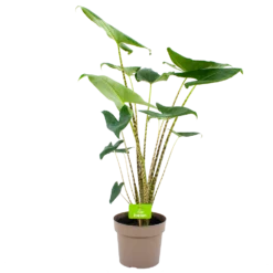 Alocasia Zebrina - Olifantsoor - P21 H70 - Kamerplant