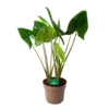 Alocasia Zebrina - Olifantsoor - P24 H90 - Kamerplant