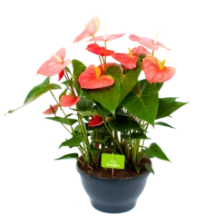 Anthurium Andreanum - Flamingoplant - P30 H80 Roze - Kamerplant