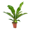 Anthurium Brownii Arrow - P15 H60 - Kamerplant
