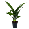 Aspidistra Elatior - Kwartjesplant - P17 H70 - Kamerplant