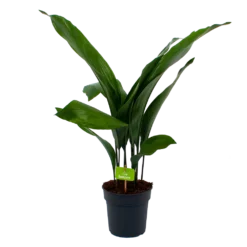 Aspidistra Elatior - Kwartjesplant - P17 H70 - Kamerplant