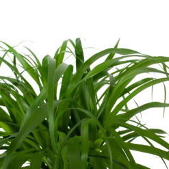 Beaucarnea Recurvata - Op Stam - Olifantenpoot - P32 H130 - Kamerplant -Groeniva Verkoopwinkel beaucarnea recurvata op stam olifantenpoot p32 h130 6 3