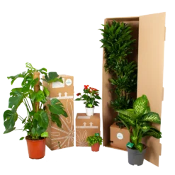 Calathea Medaillon - Schaduwplant - P32 H80 - Kamerplant -Groeniva Verkoopwinkel biezen kamerplanten verpakking 2 7