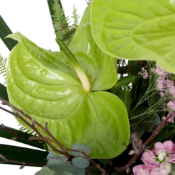Boeket Anthurium Groot 9 Boeket Anthurium Groot -Groeniva Verkoopwinkel boeket anthurium boeketten 4