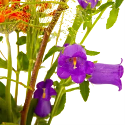 Boeket Plukgeluk Middel -Groeniva Verkoopwinkel boeket plukgeluk middel boeketten 4