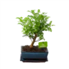 Bonsai Zanthoxylum Piperitum - Peperboom - P20 H30 - Kamerplant