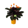 Calathea Crocata - Eeuwige Vlam - P15 H45 - Kamerplant