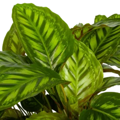 Nieuwe Producten -Groeniva Verkoopwinkel calathea flamestar schaduwplant p32 h80 4