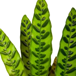 Nieuwe Producten -Groeniva Verkoopwinkel calathea insigne livingplant p17 h65 6