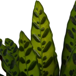 Calathea Insigne - Livingplant - P21 H60 - Kamerplant -Groeniva Verkoopwinkel calathea insigne livingplant p21 h60 4