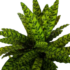 Nieuwe Producten -Groeniva Verkoopwinkel calathea insigne livingplant p27 h80 5 3