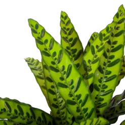Calathea Insigne - Livingplant - P27 H80 - Kamerplant -Groeniva Verkoopwinkel calathea insigne livingplant p27 h80 6 3