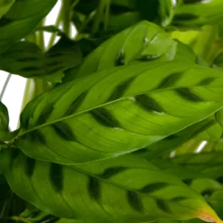 Calathea Leopardina - Schaduwplant - P27 H90 - Kamerplant -Groeniva Verkoopwinkel calathea leopardina schaduwplant p27 h90 kamerplant 4