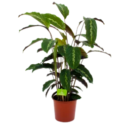 Calathea Maui Queen - Livingplant - P17 H70 - Kamerplant