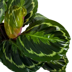 Nieuwe Producten -Groeniva Verkoopwinkel calathea medaillon schaduwplant p19 h75 5