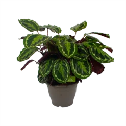 Calathea Medaillon - Schaduwplant - P32 H80 - Kamerplant -Groeniva Verkoopwinkel calathea medaillon schaduwplant p32 h80 2
