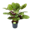 Calathea Mysty - Livingplant - P27 H80 - Kamerplant