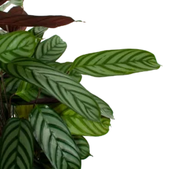 Nieuwe Producten -Groeniva Verkoopwinkel calathea oppenheimiana pauwenplant p21 h105 5 1