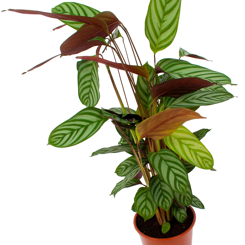 Calathea Oppenheimiana - Schaduwplant - P17 H65 - Kamerplant 2 Calathea Oppenheimiana - Schaduwplant - P17 H65 - Kamerplant - Afbeelding 2