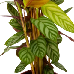 Calathea Oppenheimiana - Schaduwplant - P17 H65 - Kamerplant 6 Calathea Oppenheimiana - Schaduwplant - P17 H65 - Kamerplant -Groeniva Verkoopwinkel calathea oppenheimiana schaduwplant p17 h65 6