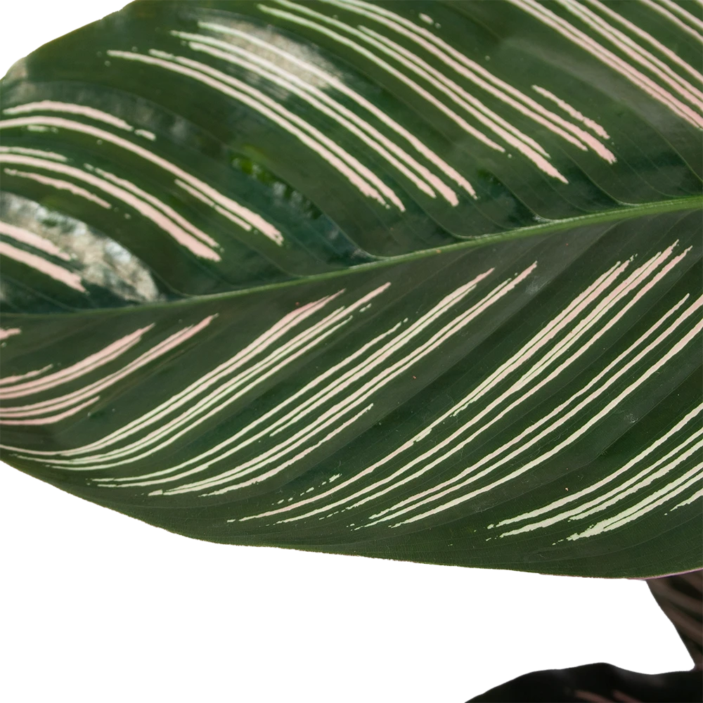 Calathea Ornata - Livingplant - Schaduwplant - P19 H75 - Kamerplant 3 Calathea Ornata - Livingplant - Schaduwplant - P19 H75 - Kamerplant - Afbeelding 3