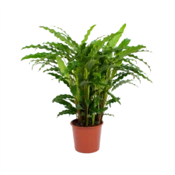Calathea Rufibarba Bluegrass - Pauwenplant - P17 H65 - Kamerplant