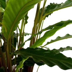 Calathea Rufibarba Bluegrass - Schaduwplant - P21 H85 - Kamerplant -Groeniva Verkoopwinkel calathea rufibarba bluegrass schaduwplant p21 h85 6