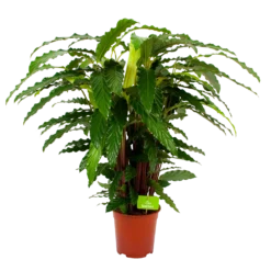 Calathea Rufibarba Bluegrass - Pauwenplant - P21 H105 - Kamerplant