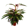 Calathea Stromante Triostar - Schaduwplant - P21 H105 - Kamerplant