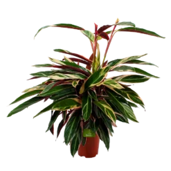 Calathea Stromante Triostar - Schaduwplant - P21 H105 - Kamerplant