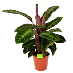 Calathea Warcewiczii - Livingplant - P19 H75 - Kamerplant